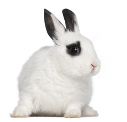 Young Dalmatian rabbit, 3 months old, against white background