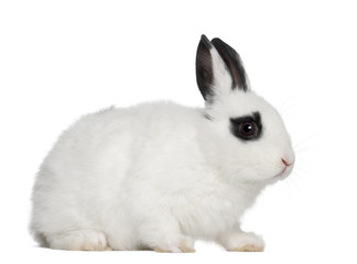 Obraz premium Young Dalmatian rabbit, 3 months old, against white background