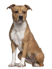 American Staffordshire Terrier, 8 months old, sitting