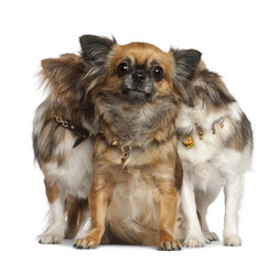 Fototapeta na wymiar Chihuahuas with two hiding behind, sitting