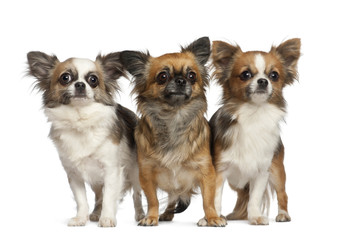 Chihuahuas, 1 year old, standing against white background