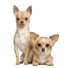 Obraz premium Chihuahuas, 2 years old, sitting against white background