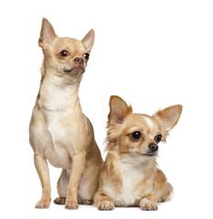 Chihuahuas, 2 years old, sitting against white background