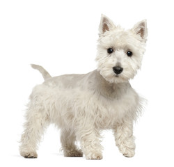 West Highland White Terrier puppy, 6 months old