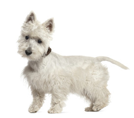 West Highland White Terrier puppy, 6 months old