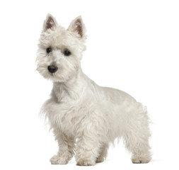 West Highland White Terrier puppy, 6 months old, standing