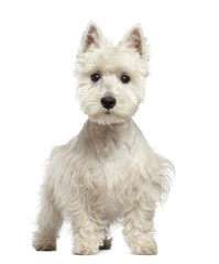West Highland White Terrier puppy, 6 months old