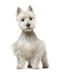 West Highland White Terrier puppy, 6 months old