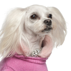 Crossbreed dog, 6 years old, against white background