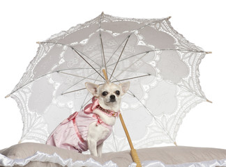 Chihuahua, 1.5 years old, sitting under parasol © Eric Isselée