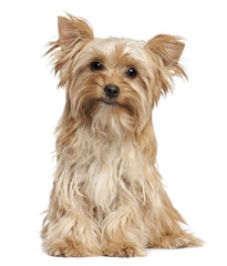 Yorkshire Terrier sitting against white background