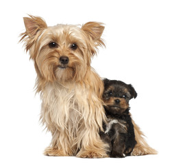Female Yorkshire Terrier and her puppy sitting