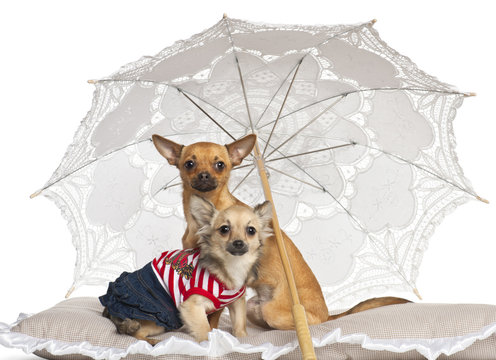 Chihuahua, 7 months old and 9 months old, sitting under paraso