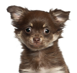 Chihuahua puppy, 3 months old, against white background