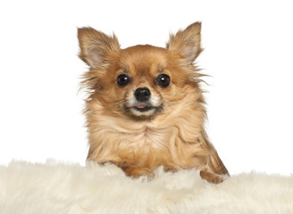 Chihuahua leaning on fur cushion against white background