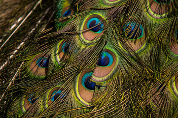 Fototapeta premium Peacock Feathers