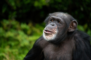 Naklejka premium Chimpanzee