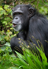 Chimpanzee