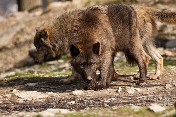 Timberwolf oder Amerikanischer Grauwolf (Canis lupus lycaon)
