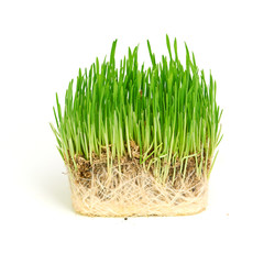 Green grass showing roots
