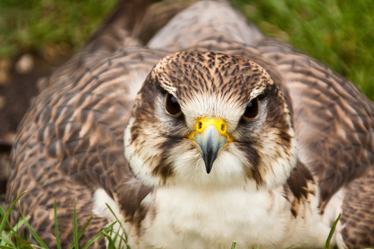 Sakerfalke, Saker oder Wuergfalke (Falco cherrug)