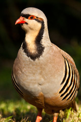 Chukarhuhn (Alectoris chukar)