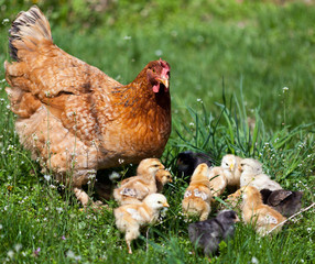 Chicken with babies