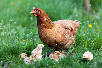 Huhn mit Babys