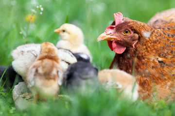 Chicken with babies