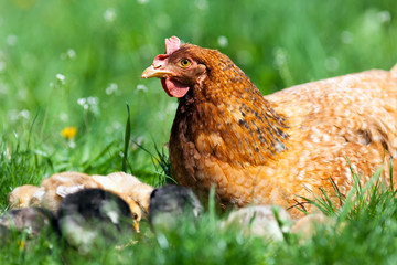 Chicken with babies