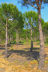 For&ecirc;t de pins