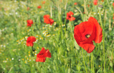 champ de coquelicot