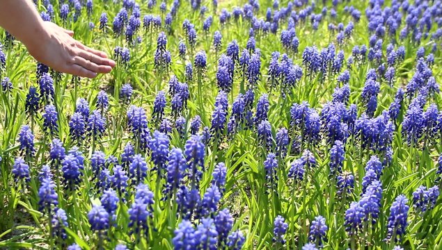 Hand - Stroking Blue Flowers