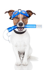 dog with snorkel