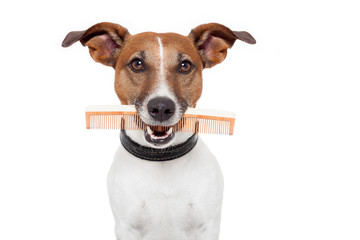dog with comb