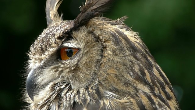 Eagle Owl Close Up (bubo bubo)
