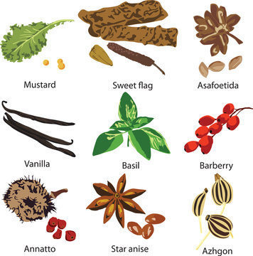 set of different spices