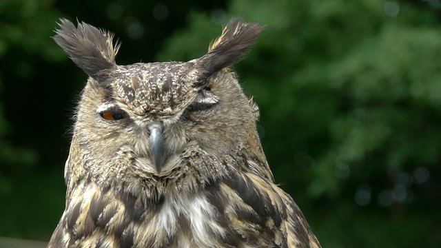 Eagle Owl Close Up (bubo bubo)