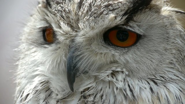Siberian Eagle Owl Close Up (bubo bubo sibiricus) with Sound