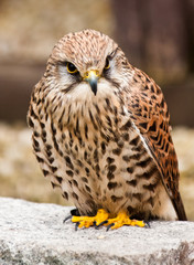 Turmfalke (Falco tinnunculus)