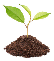 Young green plant in soil