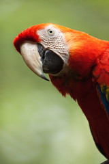 Gruenfluegelara oder Dunkelroter Ara (Ara chloroptera)