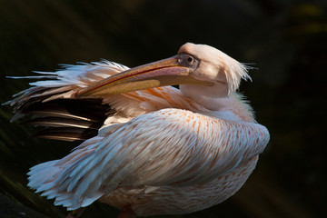 Rosapelikan (Pelecanus onocrotalus)
