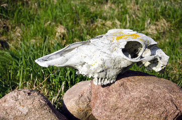 horse skull on garden stone