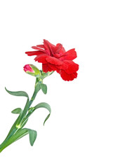 Fototapeta premium Nelke