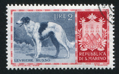Russian greyhound