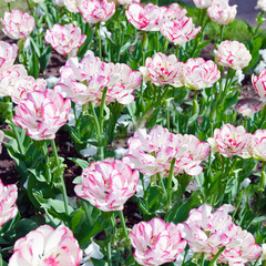 Fototapeta premium Bed with tulips