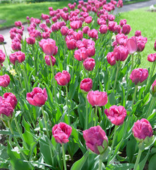 Bed with tulips