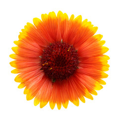 Helenium flower isolated on white background
