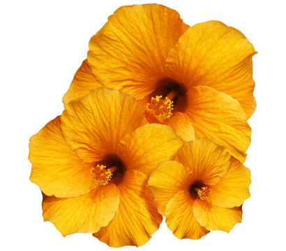 Ibisco Arancione Sfondo Bianco-Orange Hibiscus isolated on White